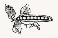 Pea pod clipart, vintage vegetable illustration vector. Free public domain CC0 image.