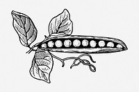 Pea pod drawing, vintage vegetable illustration. Free public domain CC0 image.