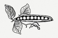 Pea pod drawing, vintage vegetable illustration psd. Free public domain CC0 image.