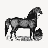 Horse clipart, vintage animal illustration vector. Free public domain CC0 image.