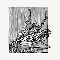 Corn clipart, vintage vegetable illustration vector. Free public domain CC0 image.