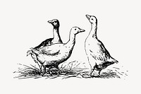 Ducks, gooses clipart, vintage animal illustration vector. Free public domain CC0 image.