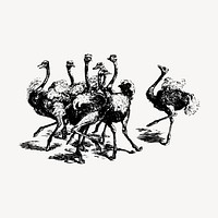 Ostrich birds clipart, vintage animal illustration vector. Free public domain CC0 image.