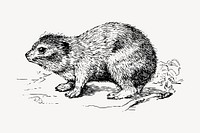 Hyrax clipart, vintage animal illustration vector. Free public domain CC0 image.