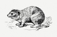 Hyrax drawing, vintage animal illustration psd. Free public domain CC0 image.