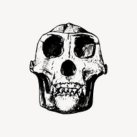 Gorilla skull clipart, dead animal illustration vector. Free public domain CC0 image.