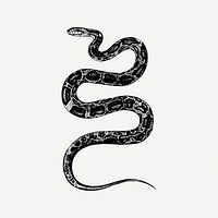 Rat snake drawing, animal illustration psd. Free public domain CC0 image.