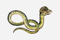 Snake, animal illustration. Free public domain CC0 image.
