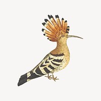 Hoopoe clipart, bird illustration vector. Free public domain CC0 image.
