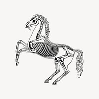 Horse anatomy drawing, skeleton illustration vector. Free public domain CC0 image.