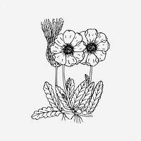 Wildflower, floral illustration. Free public domain CC0 image.