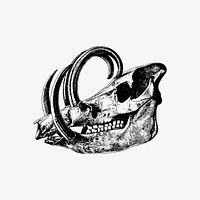 Babirusa skull clipart, skeleton illustration vector. Free public domain CC0 image.