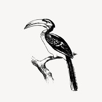 Hornbill bird clipart, animal illustration vector. Free public domain CC0 image.