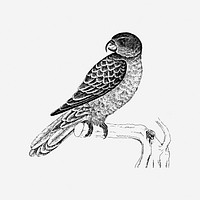 Parrot bird, animal illustration. Free public domain CC0 image.