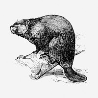 Beaver black and white illustration clipart. Free public domain CC0 image