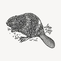 Beaver illustration clipart vector. Free public domain CC0 image