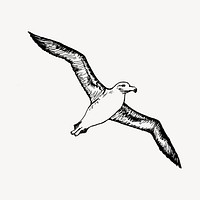 Flying albatross illustration clipart vector. Free public domain CC0 image