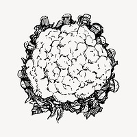 Cauliflower illustration clipart vector. Free public domain CC0 image