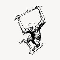 Gibbon illustration clipart vector. Free public domain CC0 image