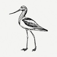Long leg bird, clipart illustration psd. Free public domain CC0 image