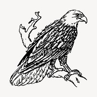 Eagle bird illustration clipart vector. Free public domain CC0 image