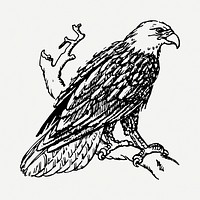 Eagle bird clipart illustration psd. Free public domain CC0 image