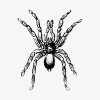Spider insect illustration clipart vector. Free public domain CC0 image