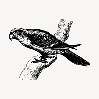Parrot psittacine illustration clipart vector. Free public domain CC0 image