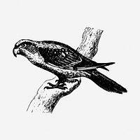 Parrot psittacine black and white illustration clipart. Free public domain CC0 image