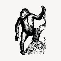 Ape illustration clipart vector. Free public domain CC0 image