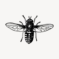 Fly insect illustration clipart vector. Free public domain CC0 image