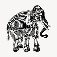 Elephant skeleton illustration clipart vector. Free public domain CC0 image