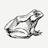 Amphibian frog clipart illustration psd. Free public domain CC0 image
