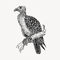 Vulture bird clipart, vintage hand drawn vector. Free public domain CC0 image.