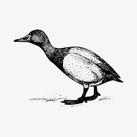 Gosling bird clipart, vintage hand drawn vector. Free public domain CC0 image.