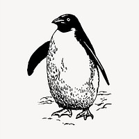 Penguin clipart, vintage hand drawn vector. Free public domain CC0 image.