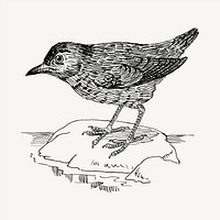 Blackbird clipart, vintage hand drawn vector. Free public domain CC0 image.