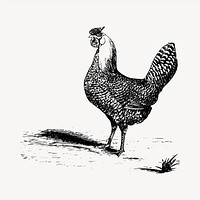 Chicken clipart, vintage hand drawn vector. Free public domain CC0 image.