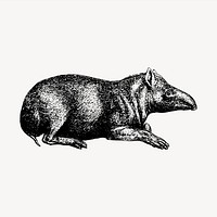 Tapir clipart, vintage hand drawn vector. Free public domain CC0 image.