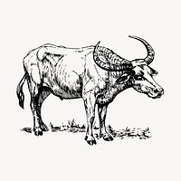 Buffalo clipart, vintage hand drawn vector. Free public domain CC0 image.