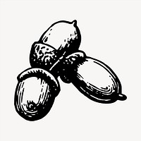 Acorn clipart, vintage hand drawn vector. Free public domain CC0 image.