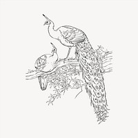 Peacock clipart, vintage hand drawn vector. Free public domain CC0 image.
