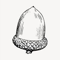 Acorn clipart, vintage hand drawn vector. Free public domain CC0 image.