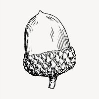 Acorn clipart, vintage hand drawn vector. Free public domain CC0 image.