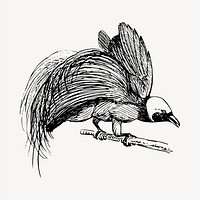 Bird of Paradise clipart, vintage hand drawn vector. Free public domain CC0 image.