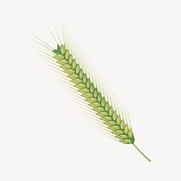 Wheat branch sticker, botanical illustration psd. Free public domain CC0 image.