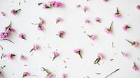 Flower desktop wallpaper background, pink flowers