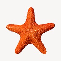 Starfish collage element, sea animal psd