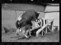 [Untitled photo, possibly related to: Cow about to be mated, Prince George's County, Maryland]. Sourced from the Library of Congress.