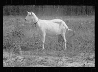 Saanen goat, Prince George's County, Maryland. Sourced from the Library of Congress.